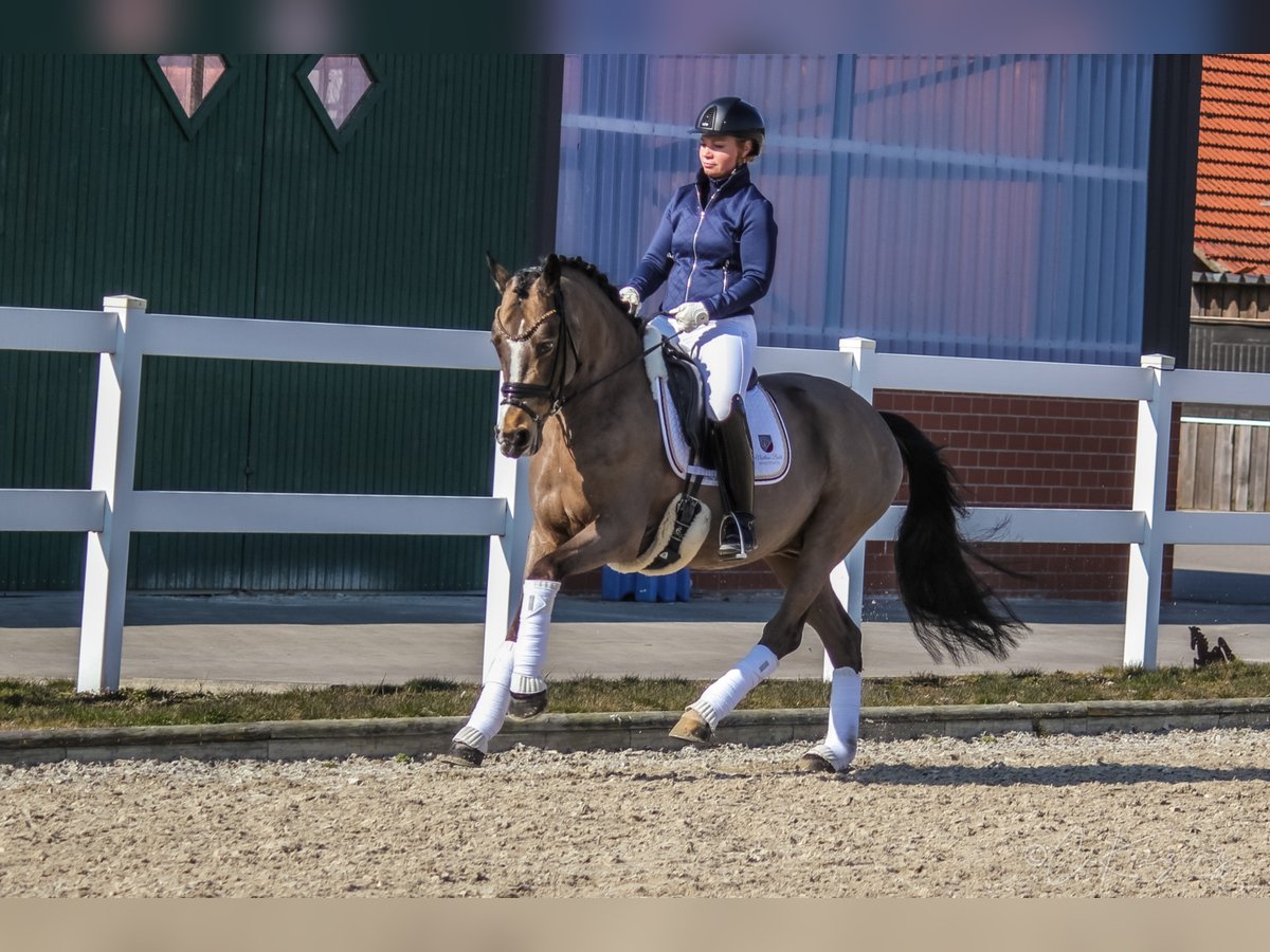 German Riding Pony Gelding 9 years 14,2 hh Buckskin in Recke, bei Osnabrück