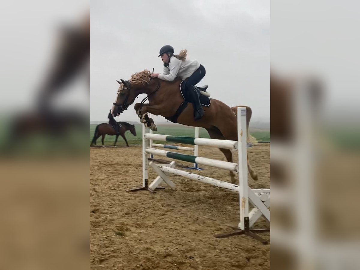 German Riding Pony Gelding 9 years 14,2 hh Chestnut-Red in Brahmenau