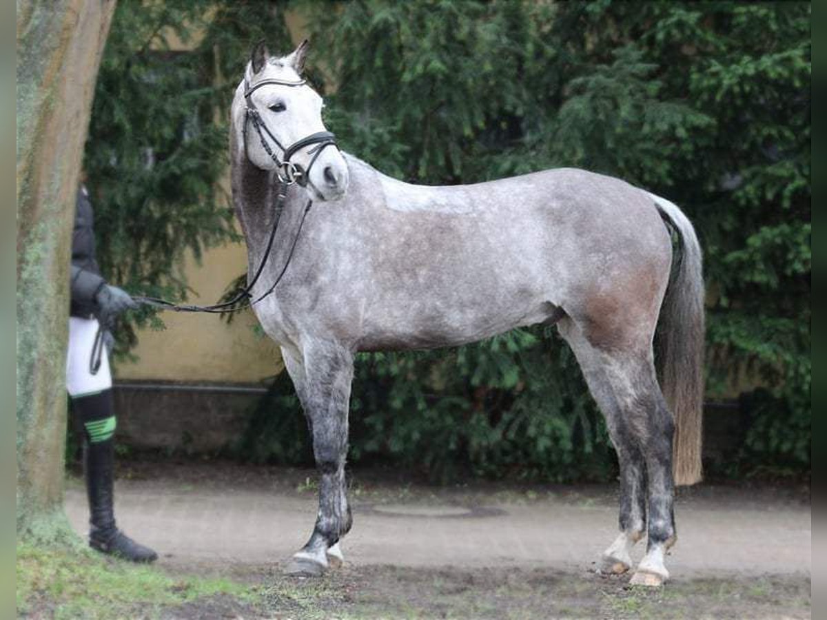 German Riding Pony Gelding 9 years 14,2 hh Gray-Dapple in Sieversdorf-Hohenofen