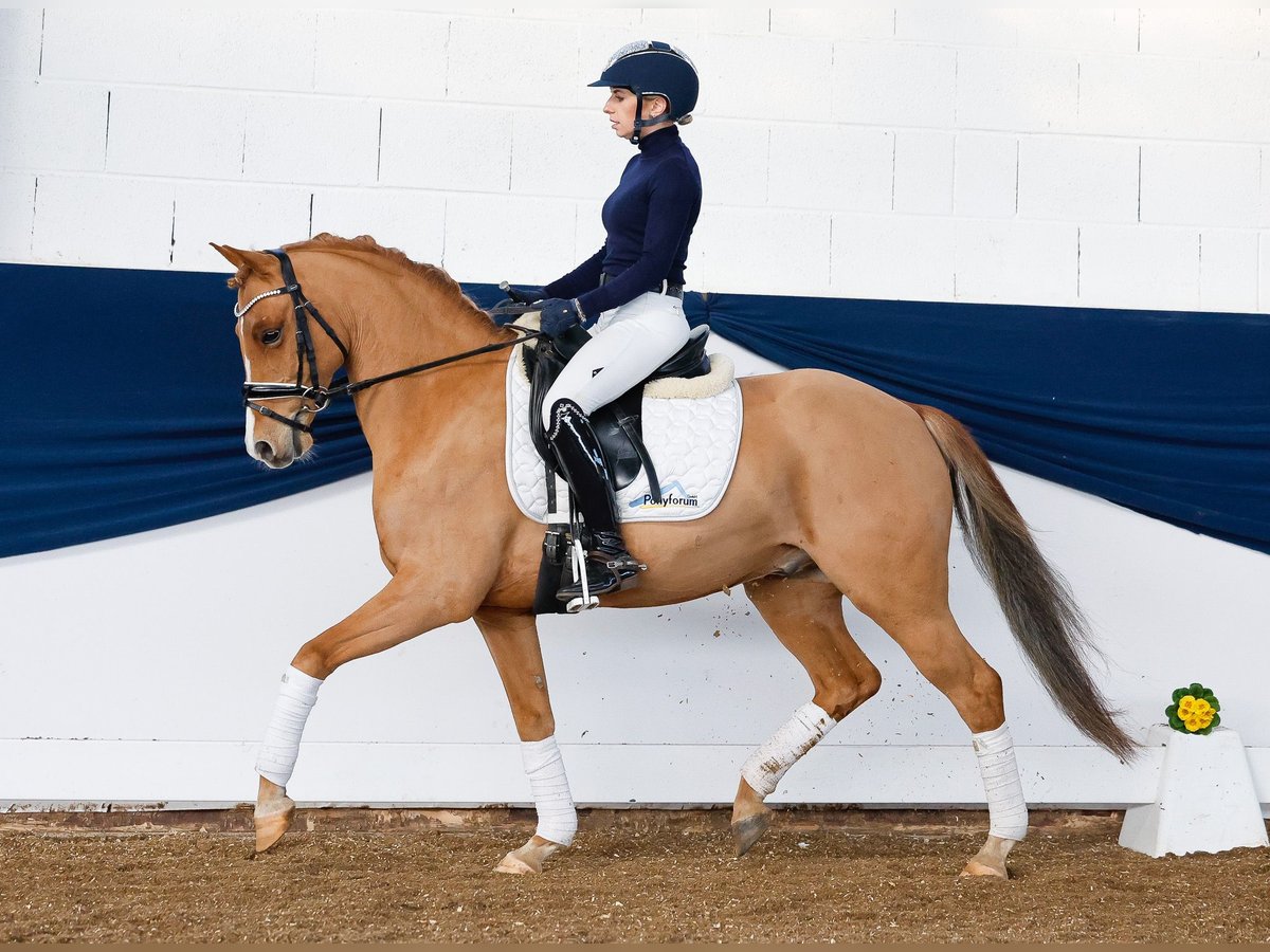 German Riding Pony Gelding 9 years 14 hh Chestnut-Red in Marsberg