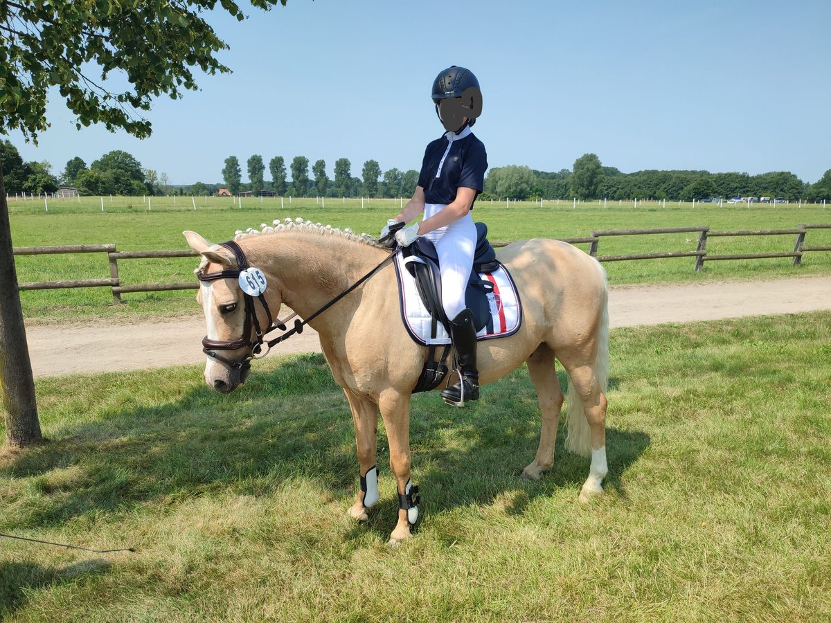 German Riding Pony Gelding 9 Years 14 Hh Palomino In Coesfeld