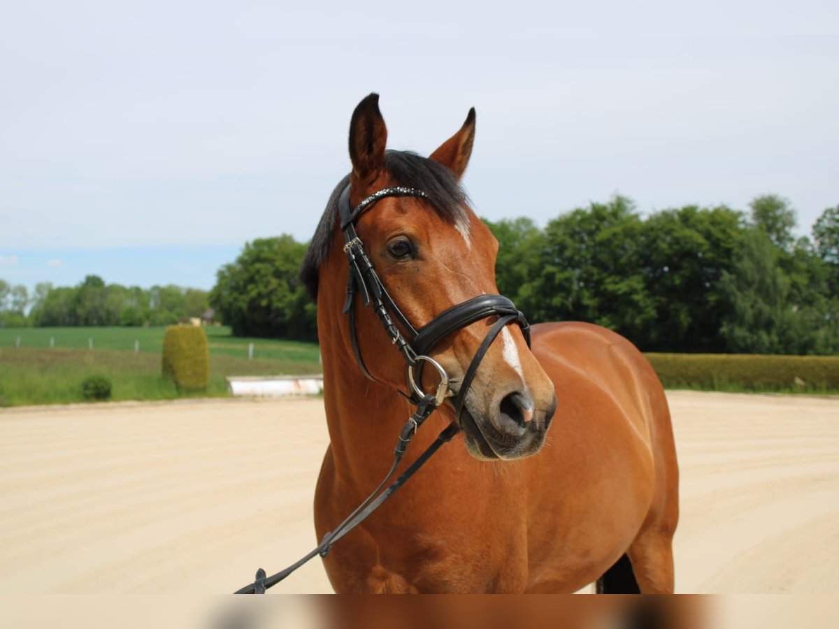 German Riding Pony Gelding 9 years 14,1 hh Brown in Lichtenau