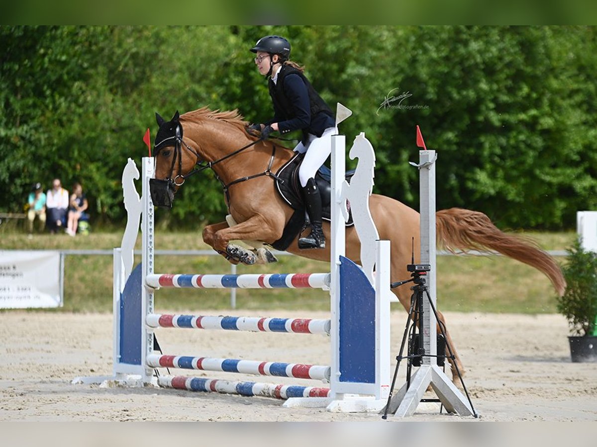German Riding Pony Gelding 9 years 14,1 hh Chestnut-Red in Oberursel