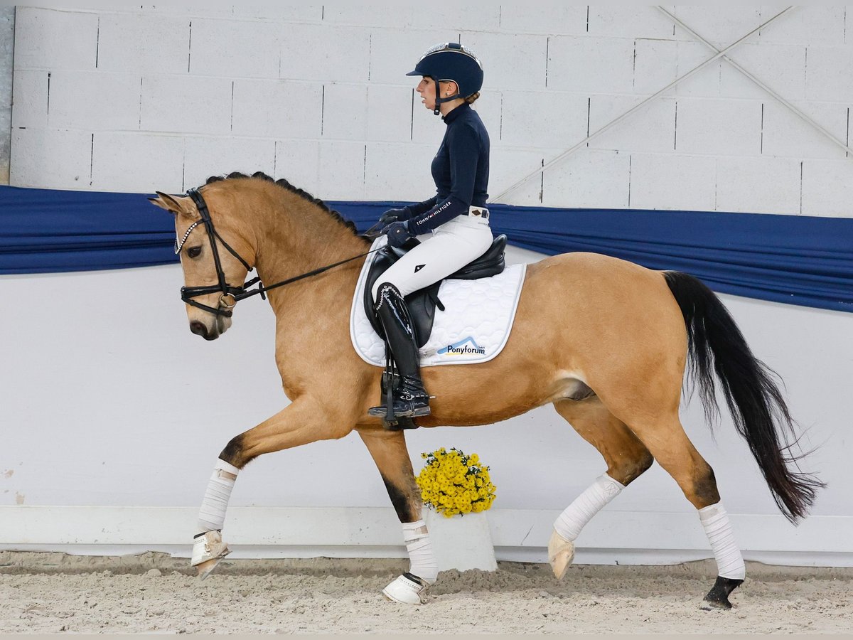 German Riding Pony Gelding 9 years 14,1 hh Dun in Marsberg German Riding Pony Gelding 9 years 14,1 hh Dun in Marsberg