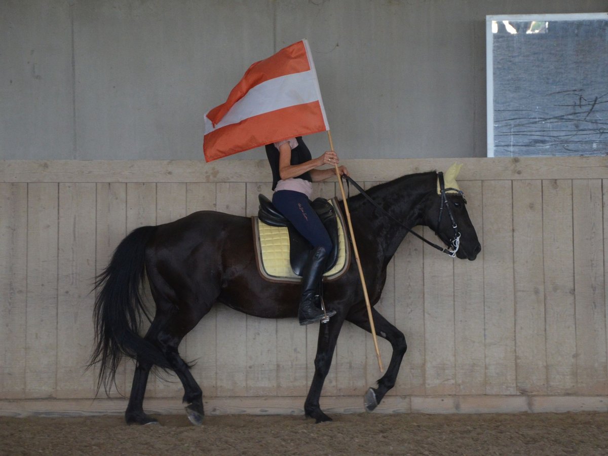 German Riding Pony Gelding 9 years 14,2 hh Black in Lichtenberg