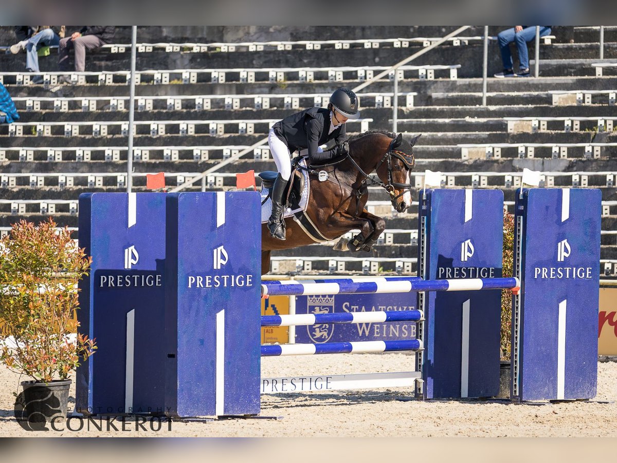 German Riding Pony Gelding 9 years 14,2 hh Brown in Finsing