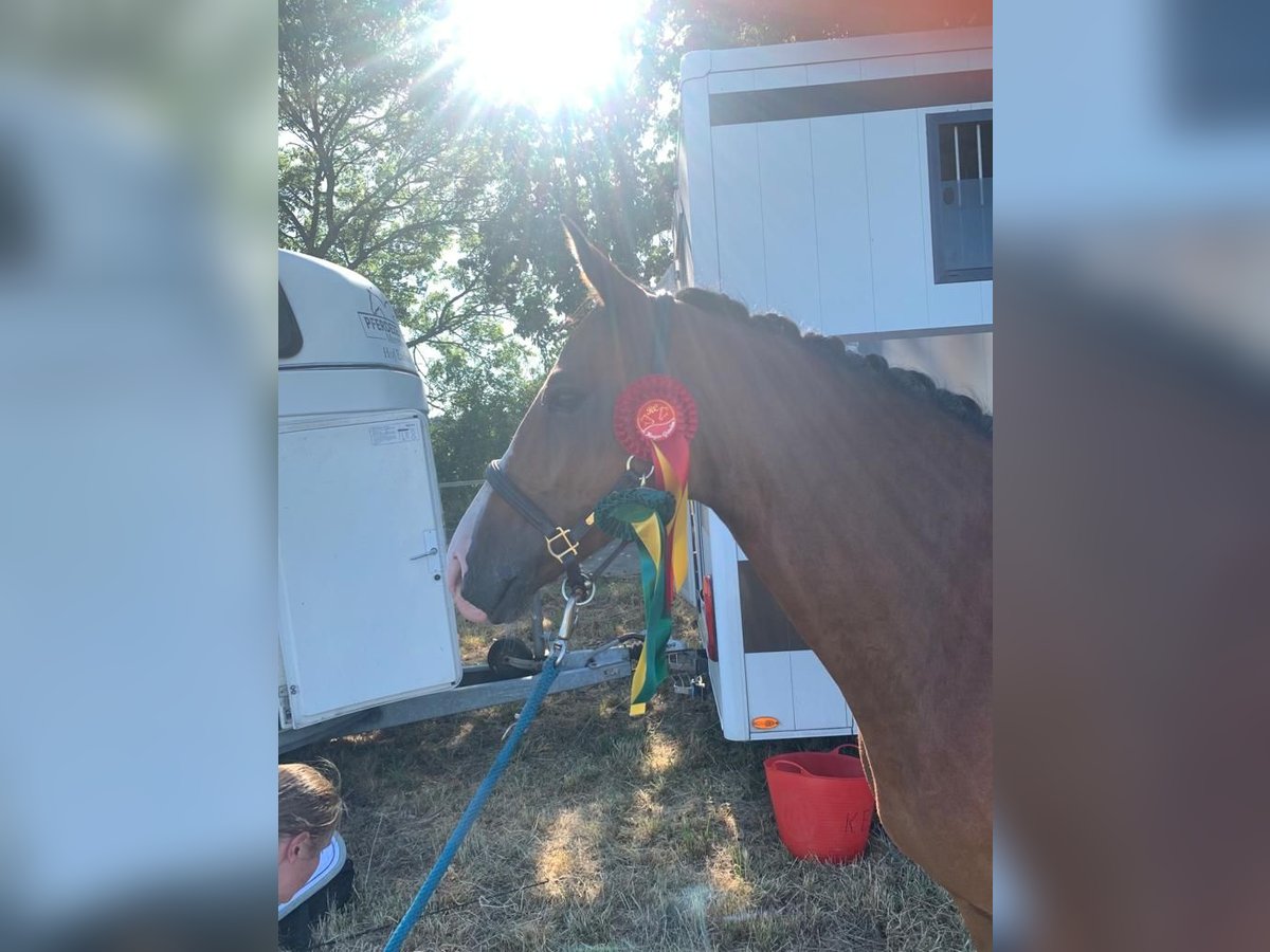 German Riding Pony Gelding 9 years 14,2 hh in Ehrenburg German Riding Pony Gelding 9 years 14,2 hh in Ehrenburg