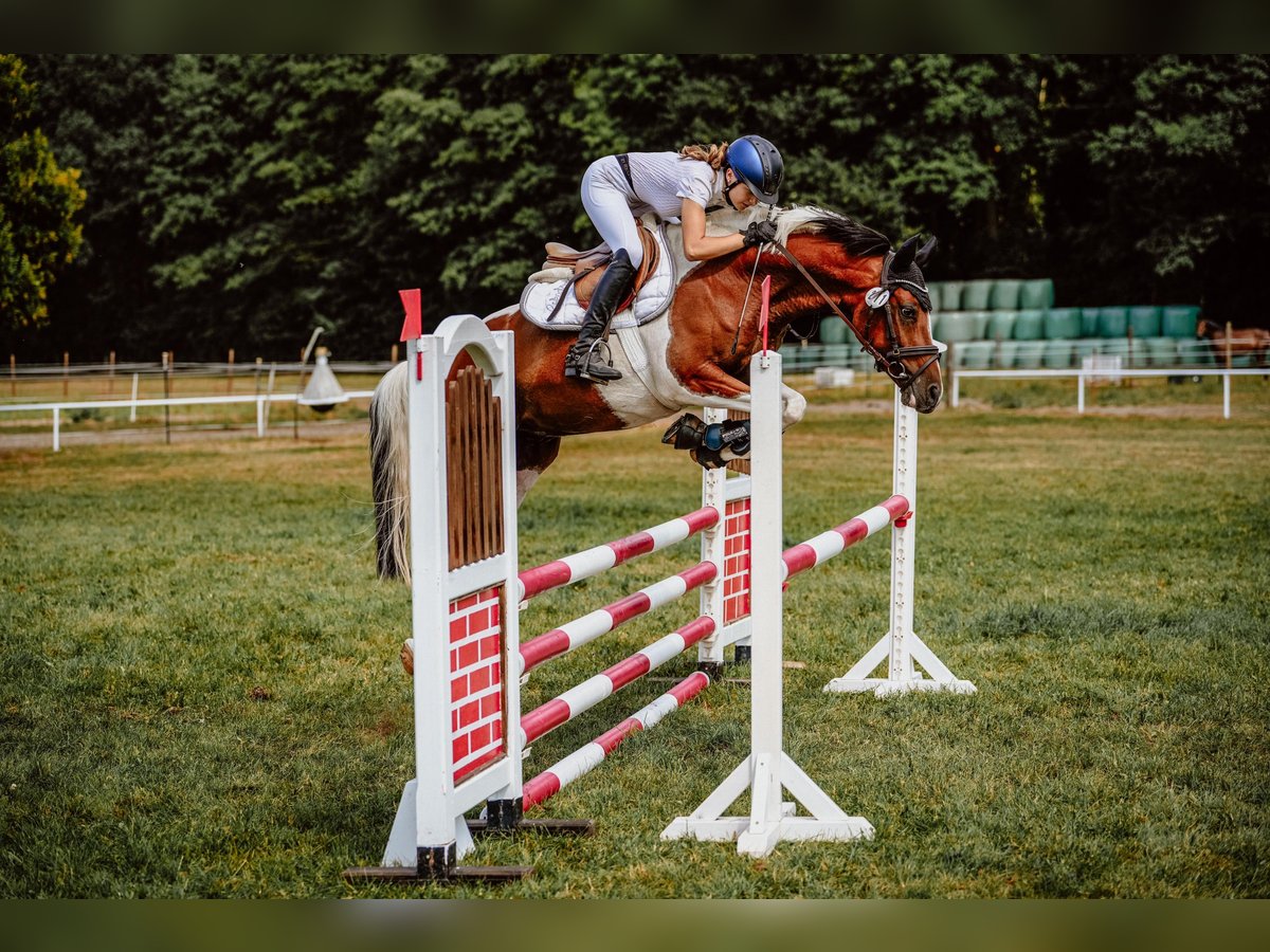 German Riding Pony Gelding 9 years 14,2 hh Pinto in Rathenow OT Semlin