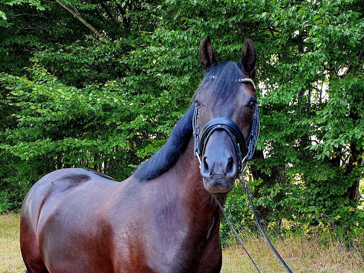 German Riding Pony Gelding 9 years 15 hh Black in Frelsdorf