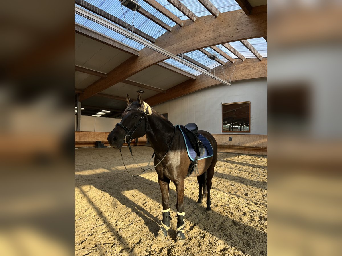 German Riding Pony Gelding 9 years 15,1 hh Black in Hohenfelde