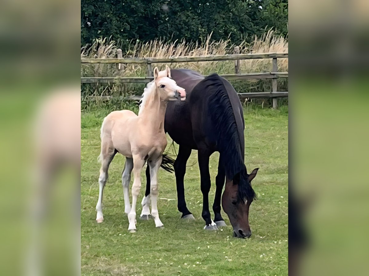 German Riding Pony Gelding Foal (05/2025) Palomino in Bruchhausen-Vilsen German Riding Pony Gelding Foal (05/2025) Palomino in Bruchhausen-Vilsen