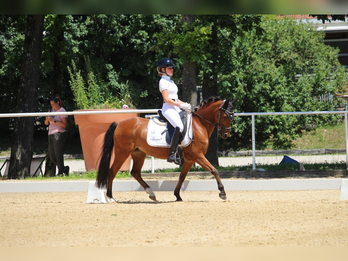 German Riding Pony Mare 10 years 13,1 hh Brown in Wels