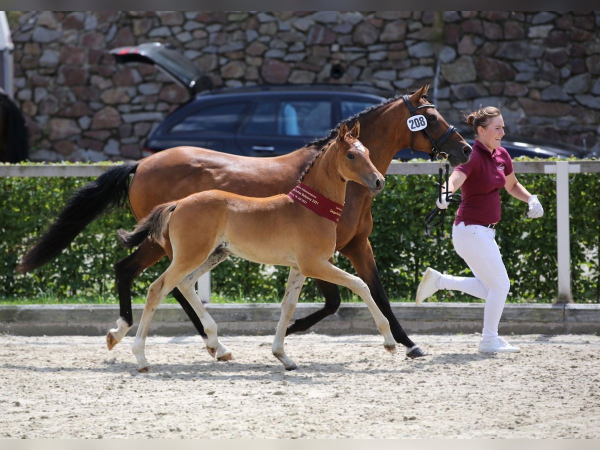 German Riding Pony Mare 10 years 14,1 hh Brown in Calau