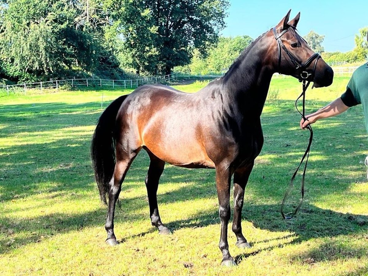 German Riding Pony Mare 10 years 14,1 hh Brown in Sarstedt