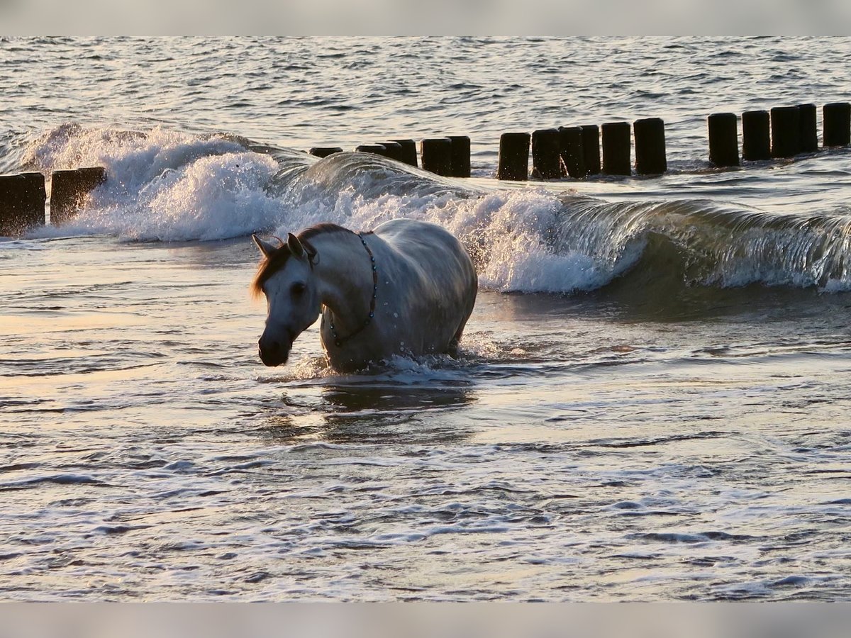 German Riding Pony Mare 10 years 14,1 hh Gray in Tirschenreuth