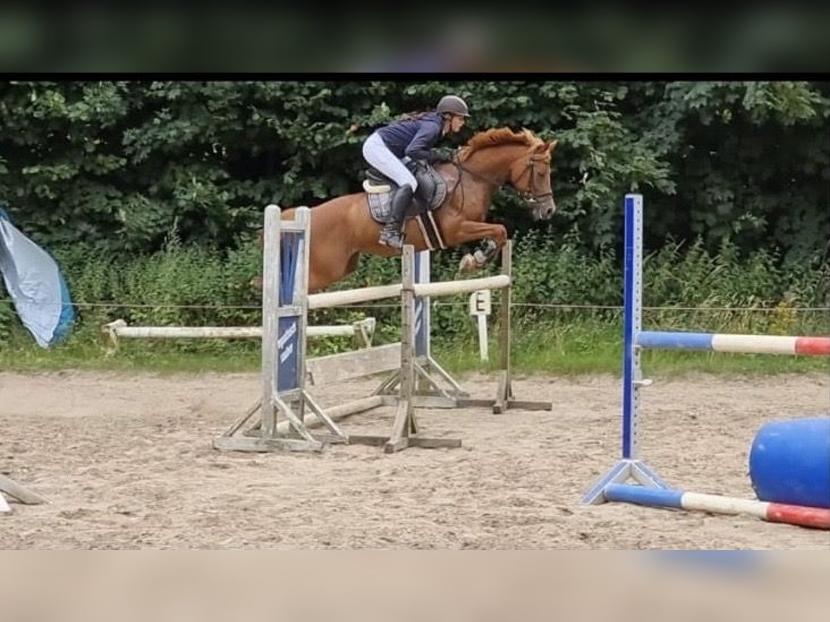 German Riding Pony Mare 10 years 14,2 hh Chestnut-Red in Hohenfelde