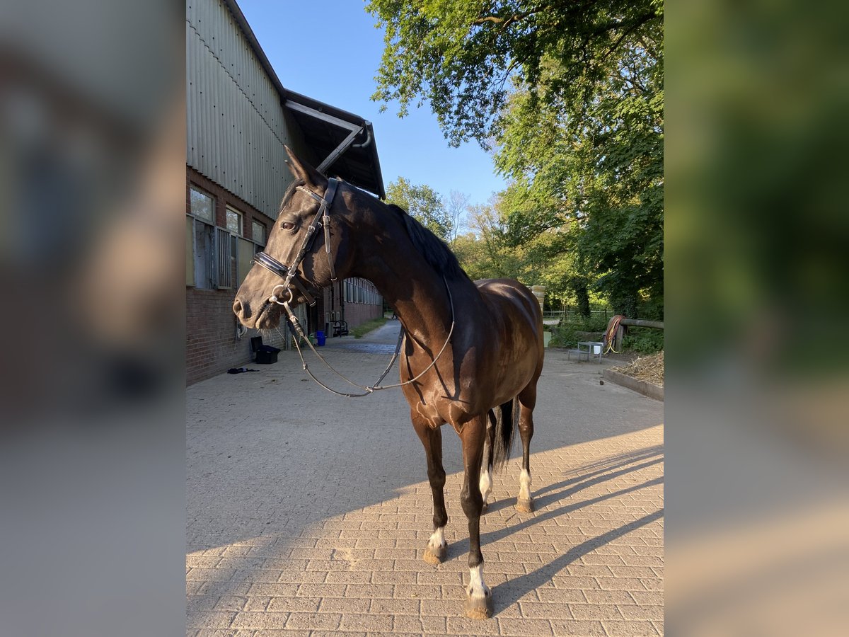German Riding Pony Mare 10 years 14,2 hh in Oldenburg