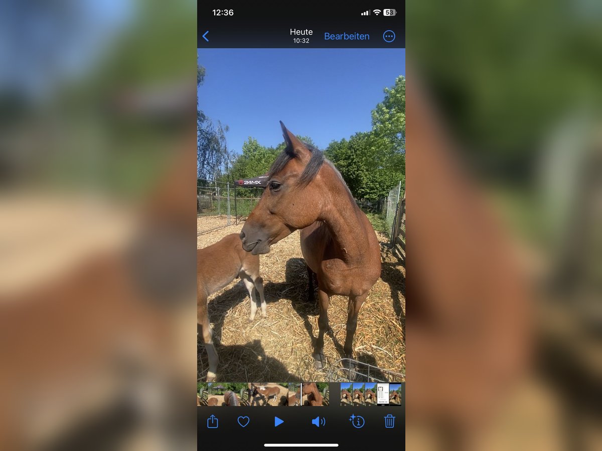 German Riding Pony Mare 10 years 14,1 hh Brown Falb mold in Hohenhameln