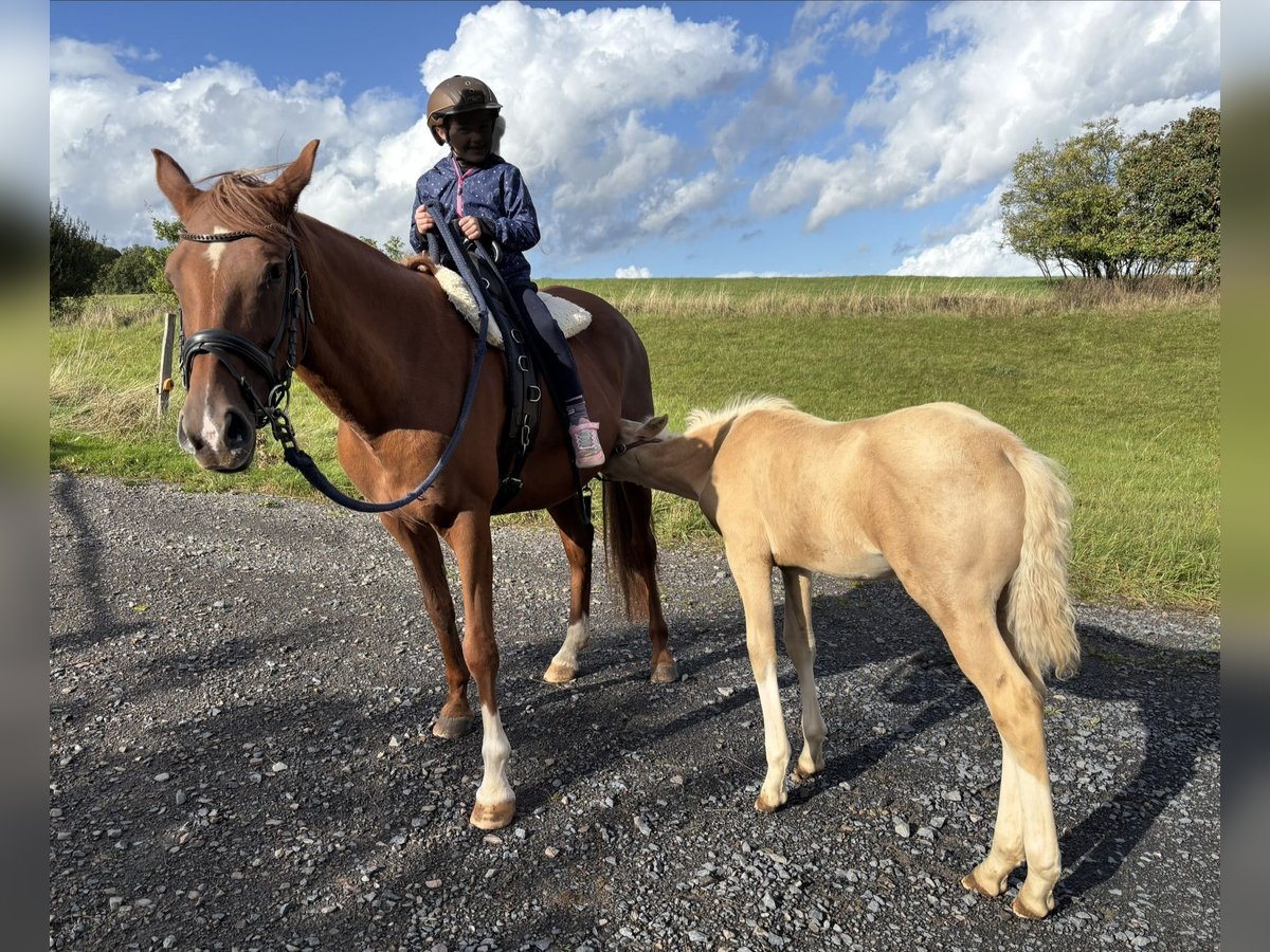 German Riding Pony Mare 10 years 14,2 hh Chestnut-Red in Racksen