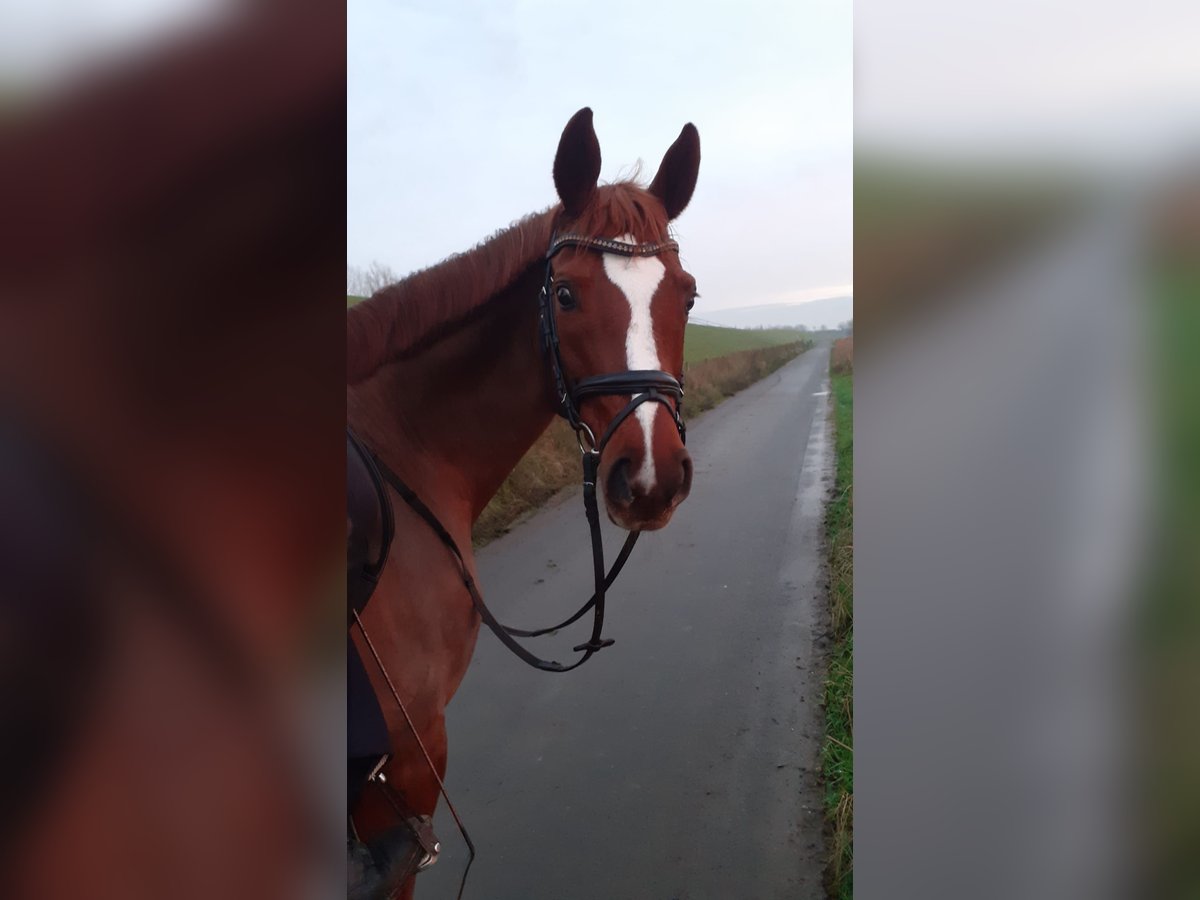 German Riding Pony Mare 10 years 15 hh Chestnut-Red in Bad Zwischenahn