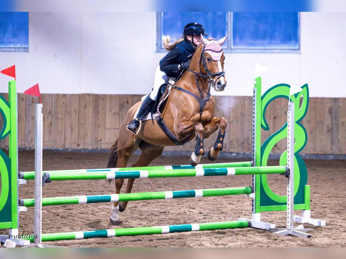 German Riding Pony Mare 10 years 15,1 hh Chestnut-Red in Łochowice
