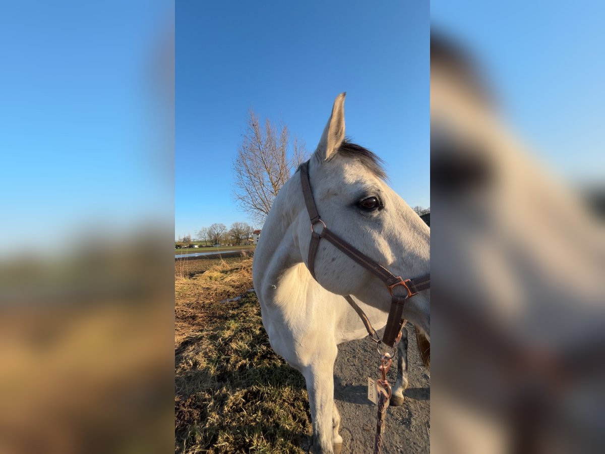 German Riding Pony Mare 10 years 15,1 hh Gray in Trendelburg