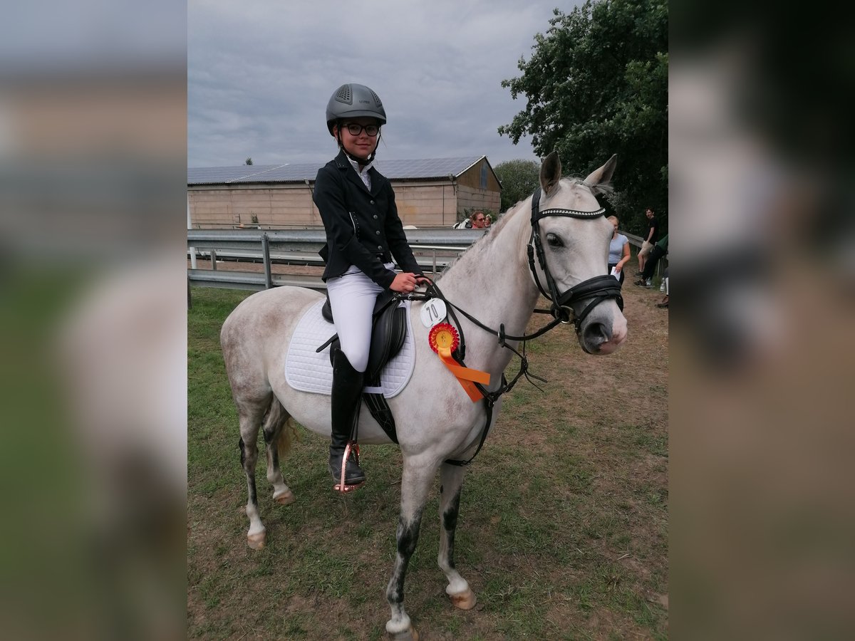 German Riding Pony Mare 10 years Gray in Hohenerxleben