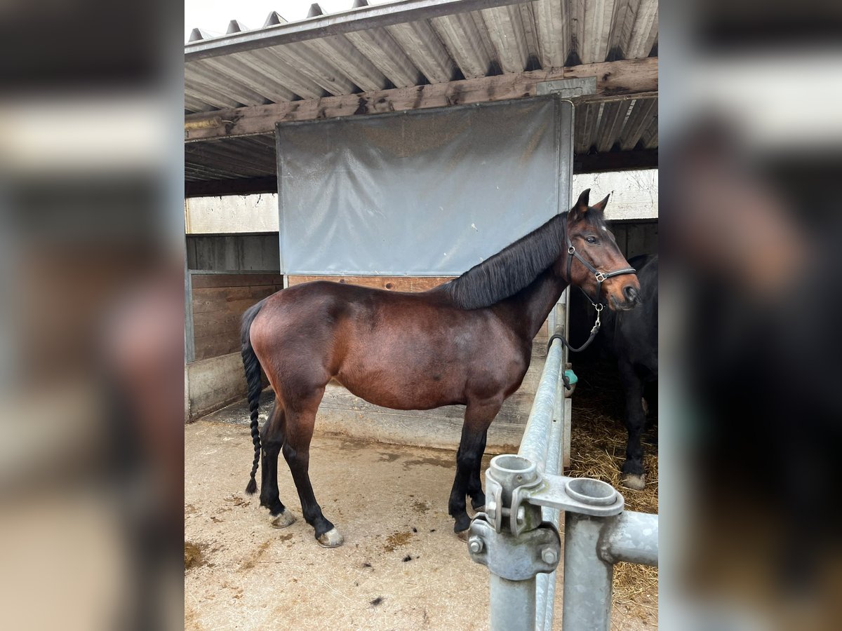 German Riding Pony Mix Mare 11 years 14,1 hh Brown in Feldkirch