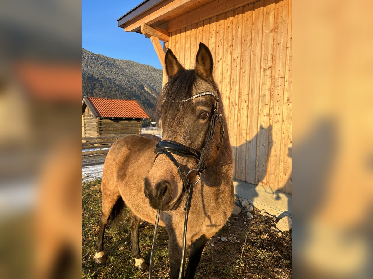 German Riding Pony Mare 11 years 14,2 hh Dun in Imst