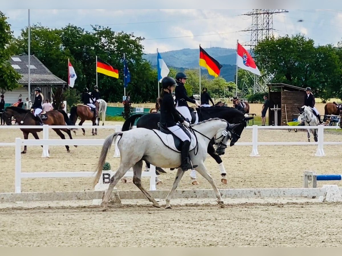 German Riding Pony Mare 11 years 14 hh Gray in Einhausen