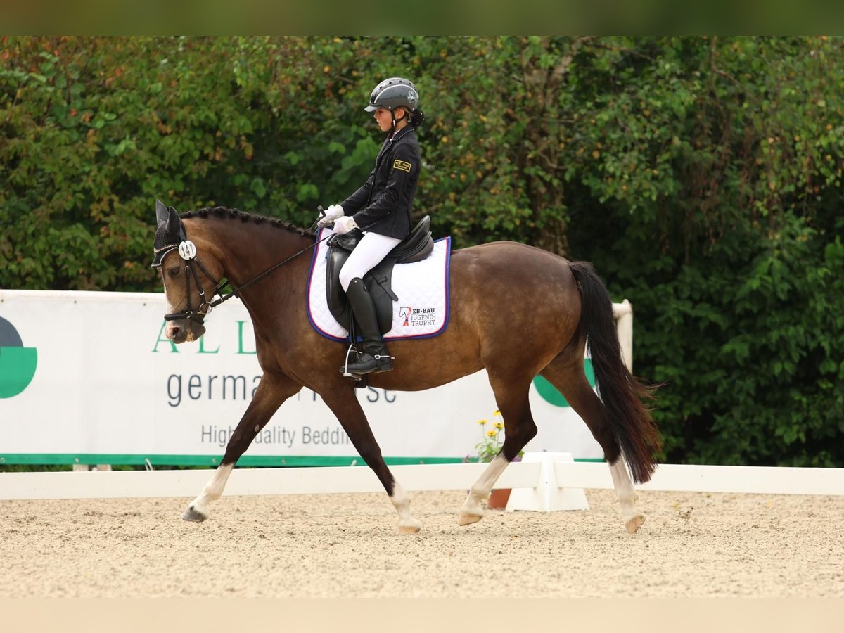German Riding Pony Mare 11 years 14 hh Palomino in Iggingen