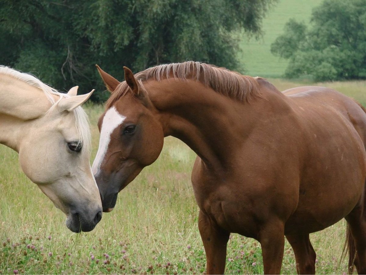 German Riding Pony Mare 11 years 14,3 hh Chestnut-Red in Am Ohmberg