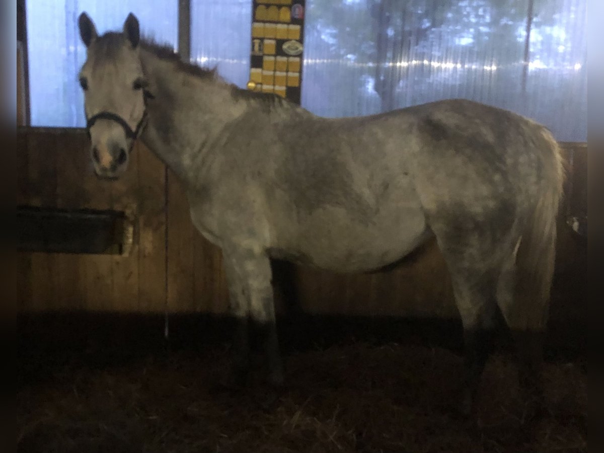 German Riding Pony Mare 11 years 15 hh Grey in Westerstede