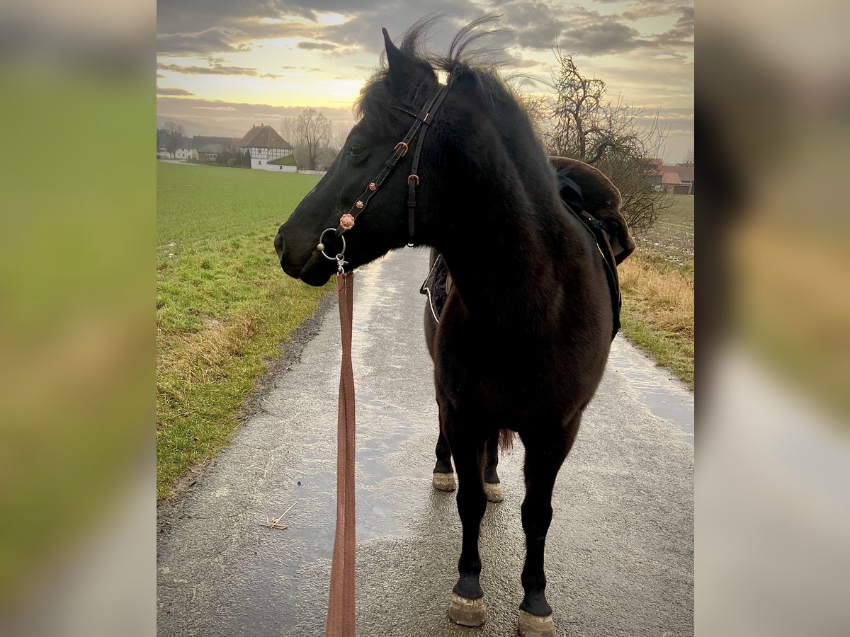 German Riding Pony Mix Mare 12 years 13,1 hh Black in Elbe