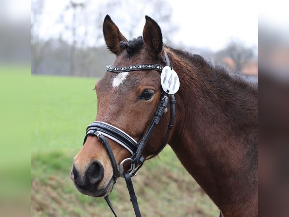 German Riding Pony Mare 12 years 13,3 hh Brown in Selm