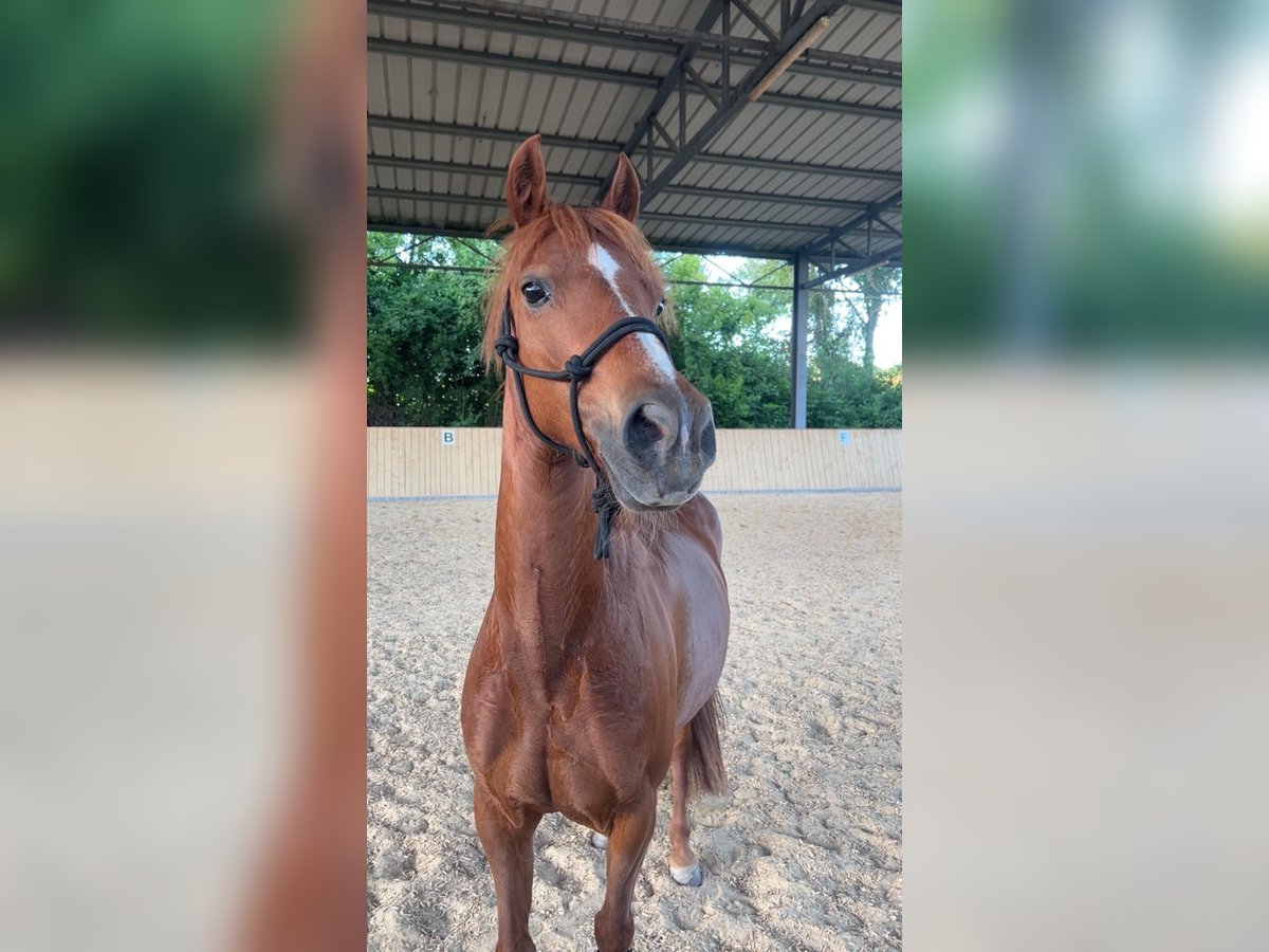 German Riding Pony Mix Mare 12 years 13,3 hh Chestnut-Red in Bogen