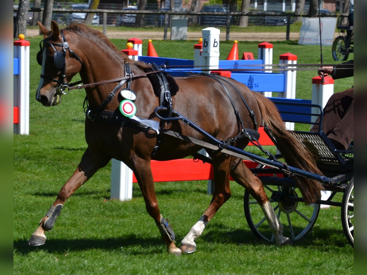 German Riding Pony Mare 12 years 14,2 hh Chestnut-Red in Oering