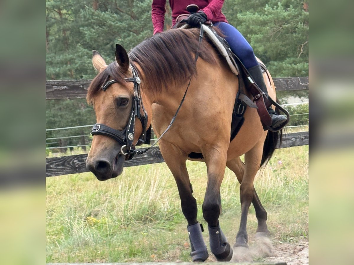 German Riding Pony Mare 12 years 15,1 hh Buckskin in Wittingen