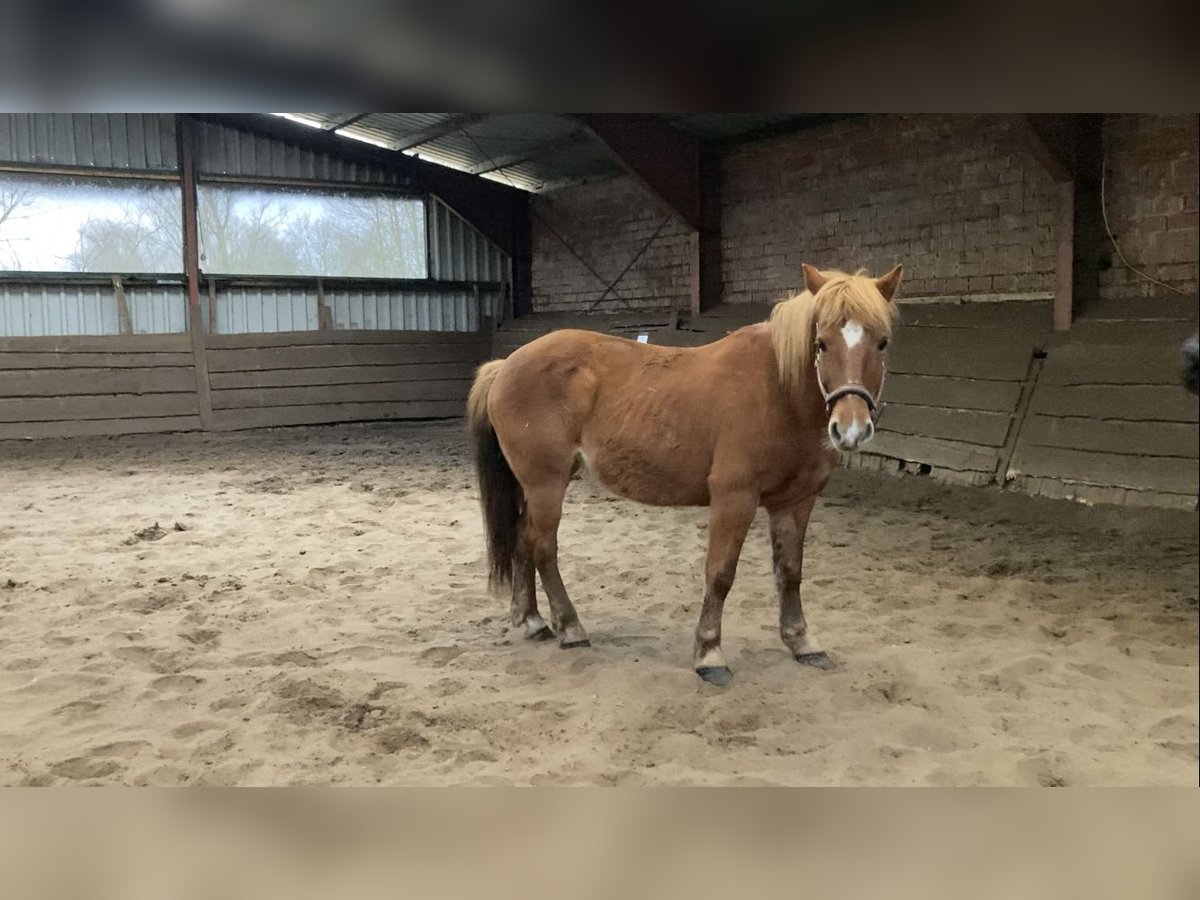 German Riding Pony Mix Mare 13 years 13,3 hh Chestnut-Red in Rhede