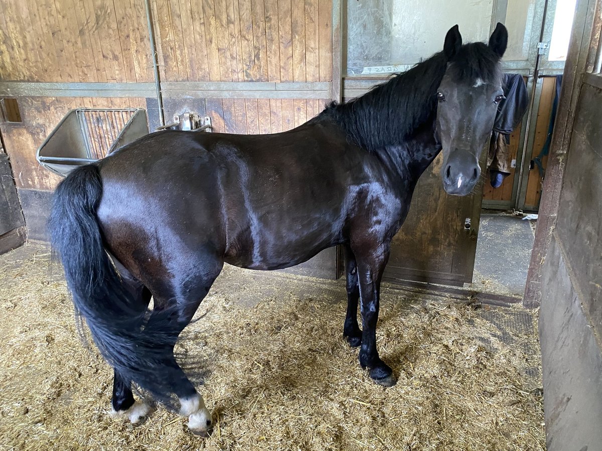 German Riding Pony Mare 13 years 13,1 hh Black in Elsbethen