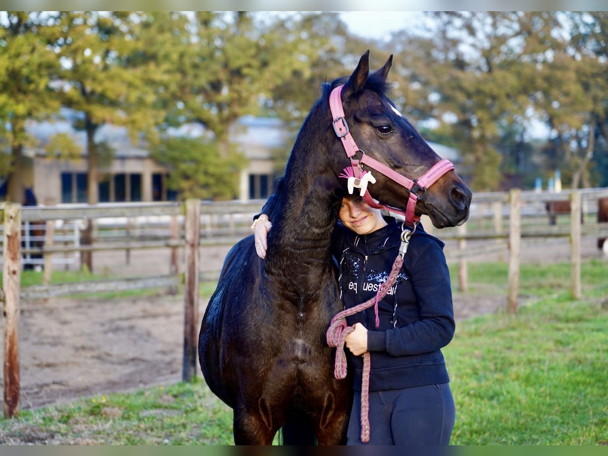 German Riding Pony Mare 13 years 14,1 hh Bay-Dark in Schenefeld