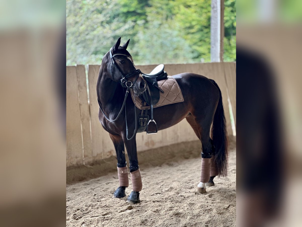 German Riding Pony Mare 13 years 14,1 hh Smoky-Black in Heiligenkreuz am Waasen