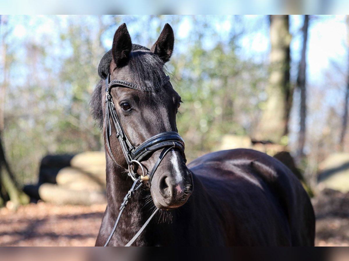 German Riding Pony Mare 13 years 14,1 hh Smoky-Black in Wuppertal