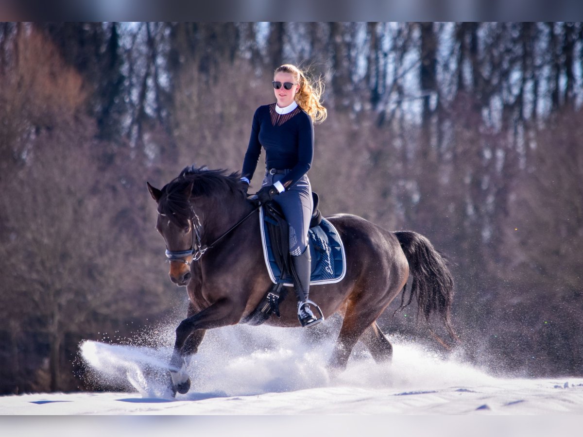 German Riding Pony Mare 13 years 14,2 hh Bay-Dark in Münster