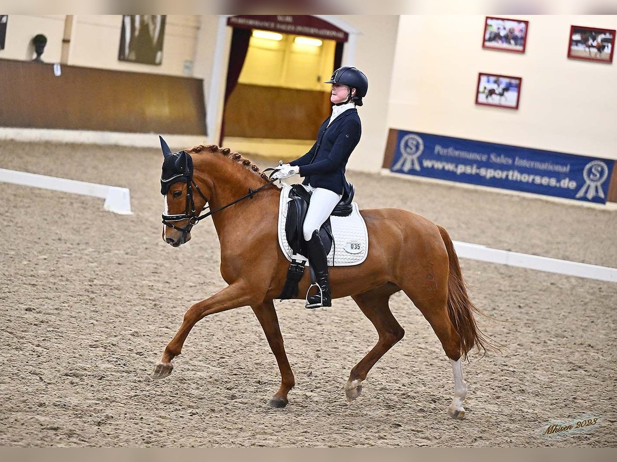 German Riding Pony Mare 13 years 14,2 hh Chestnut-Red in Bramsche