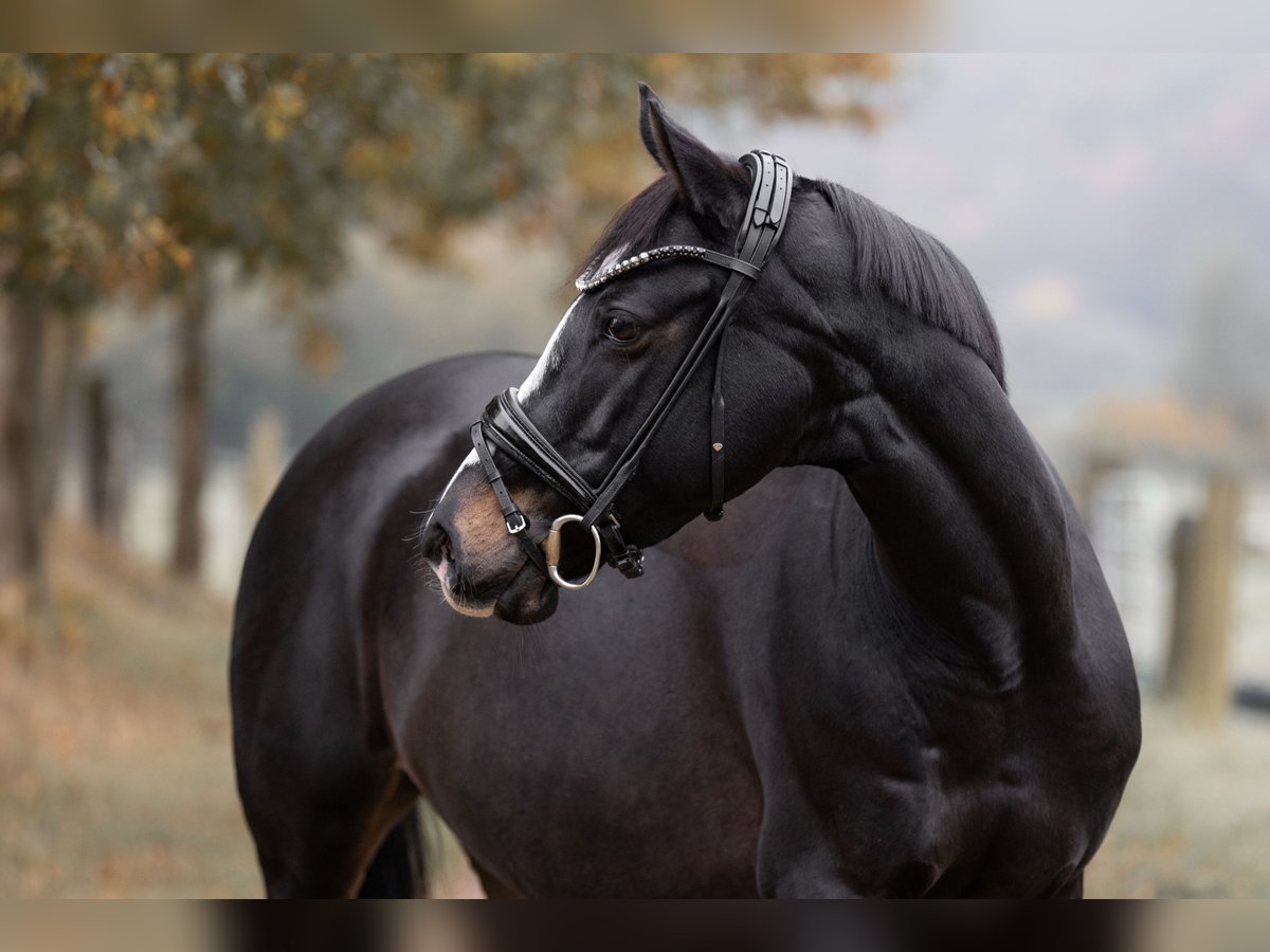 German Riding Pony Mare 13 years 14,2 hh Smoky-Black in Witten