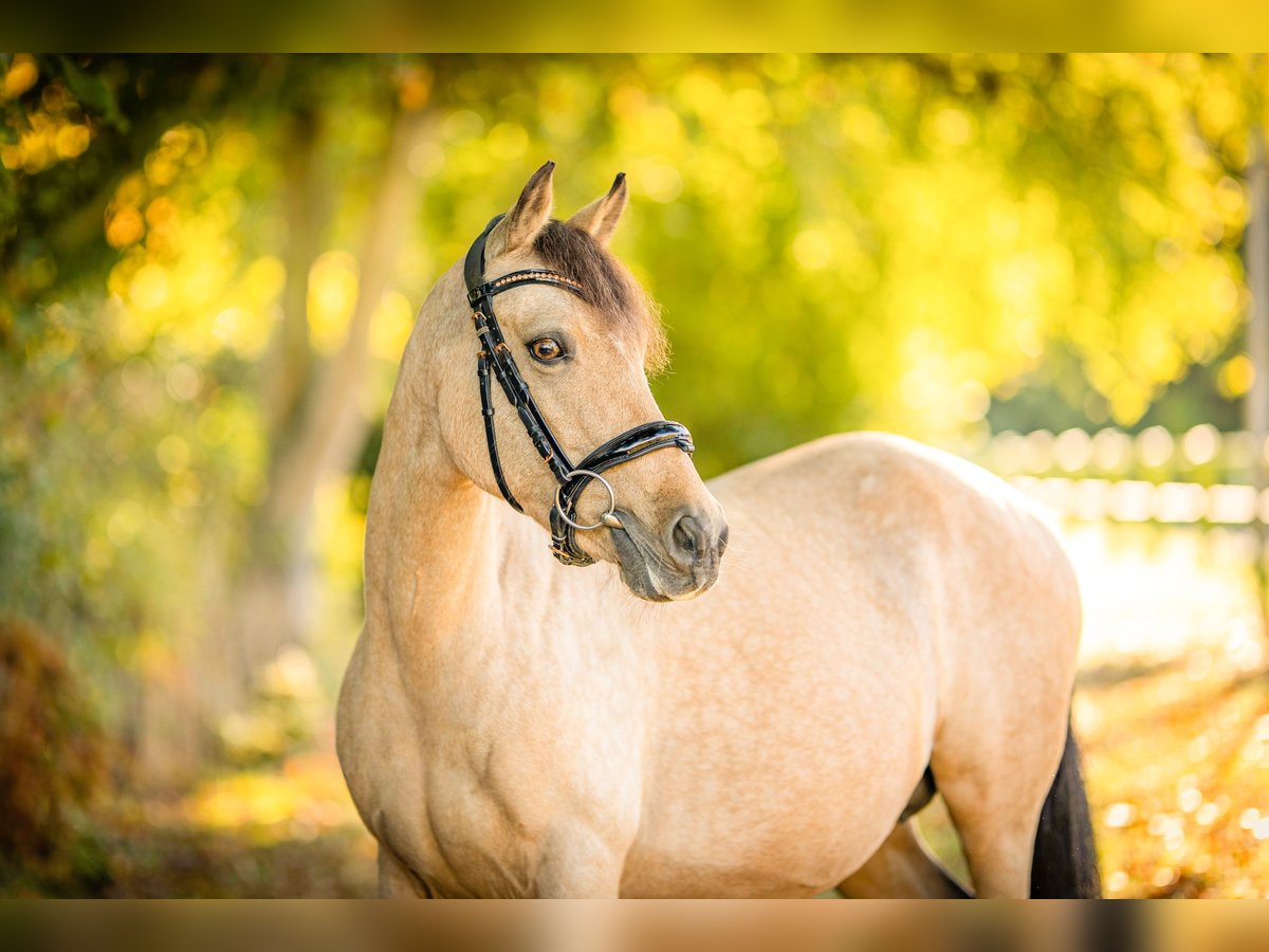 German Riding Pony Mare 13 years 14 hh Buckskin in Schortens Schoost