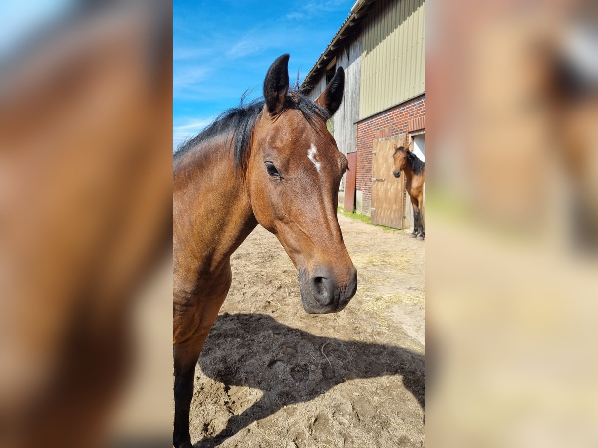 German Riding Pony Mare 14 years 14,1 hh Bay-Dark in Todendorf