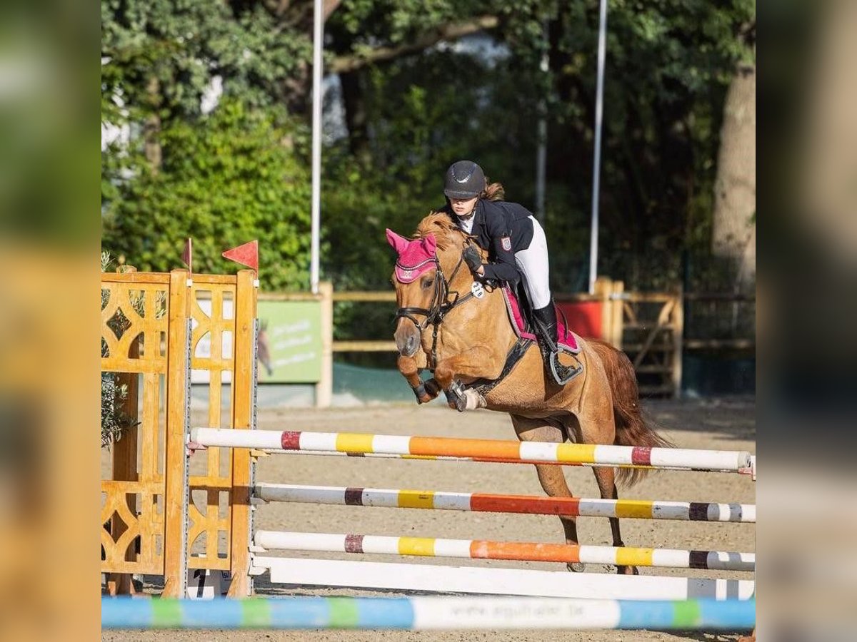 German Riding Pony Mare 14 years 14,1 hh Chestnut-Red in Hünfeld