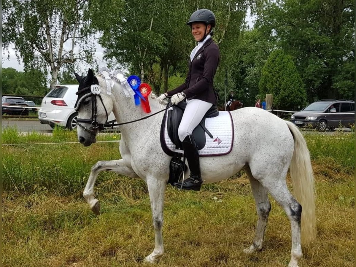 German Riding Pony Mare 14 years 14,1 hh Gray-Fleabitten in Harsdorf